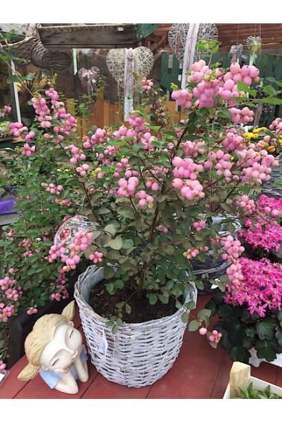 Сніжноягідник Аметист в ландшафті